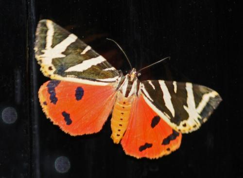 Euplagia quadripunctaria